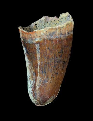 Cretaceous Fossil Crocodile (Elosuchus) Tooth - Morocco #49058